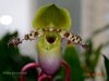Paphiopedilum pinoccio 